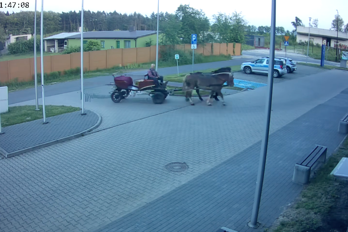 Drunk driver turns up to police station in horse and cart