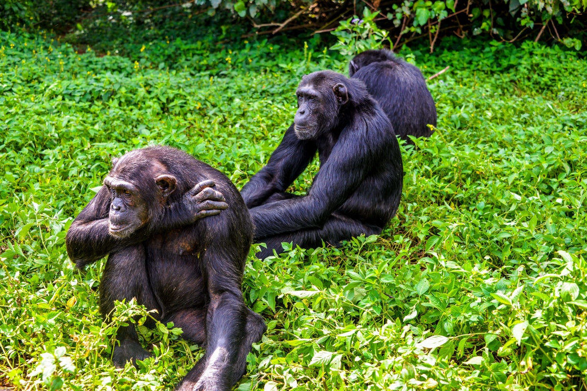 Chimps consume a pint of lager’s worth of alcohol every day in fruit, scientists find