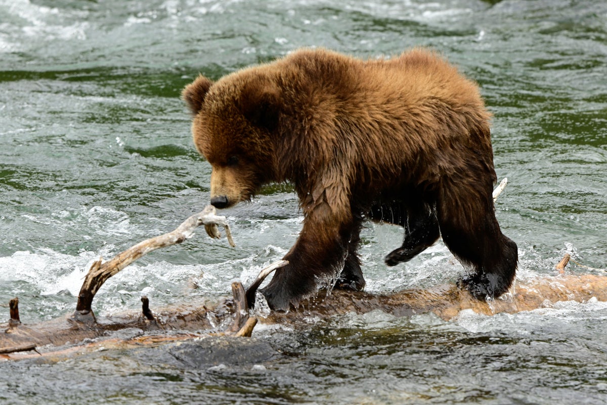 Chubby cub contest kicks off Alaska’s viral Fat Bear Week