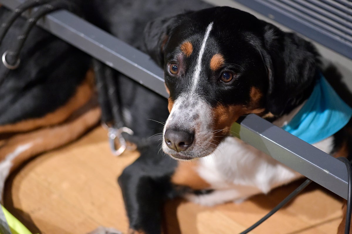 Italian city proposes daily fee for tourists with dogs