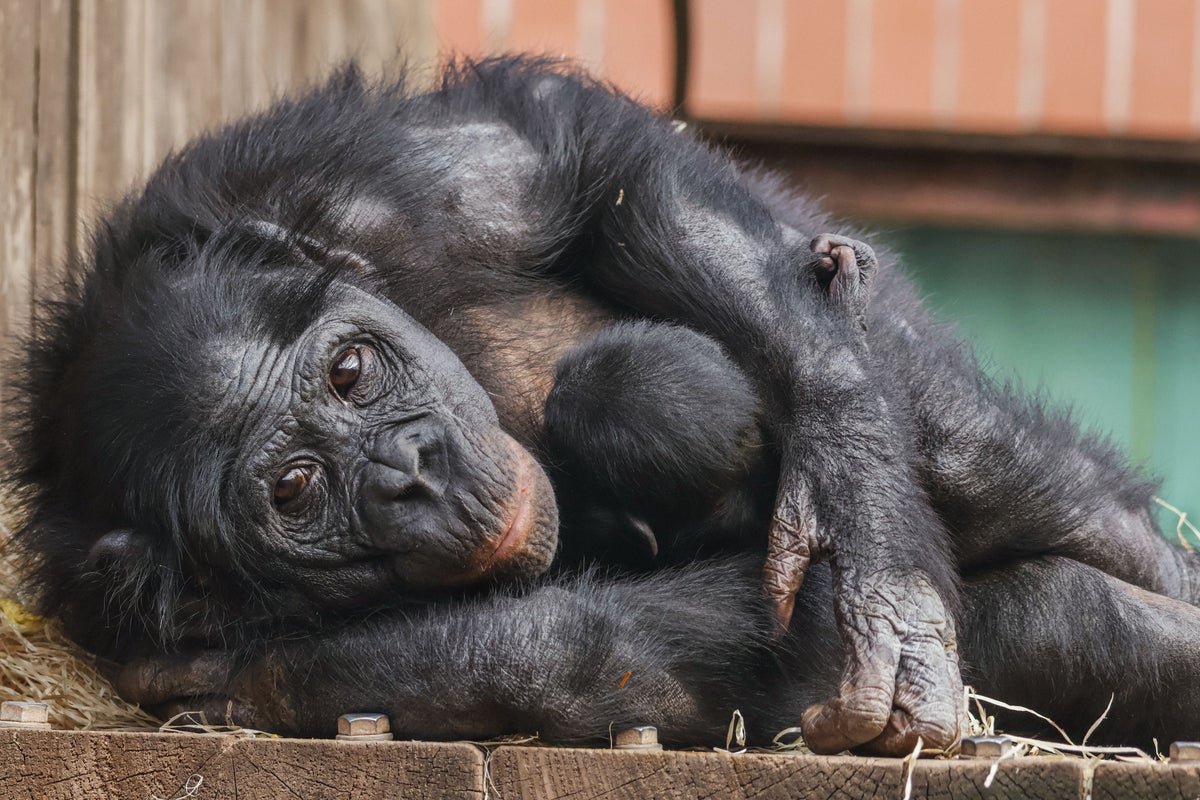 Meet the first endangered baby bonobo born at UK zoo