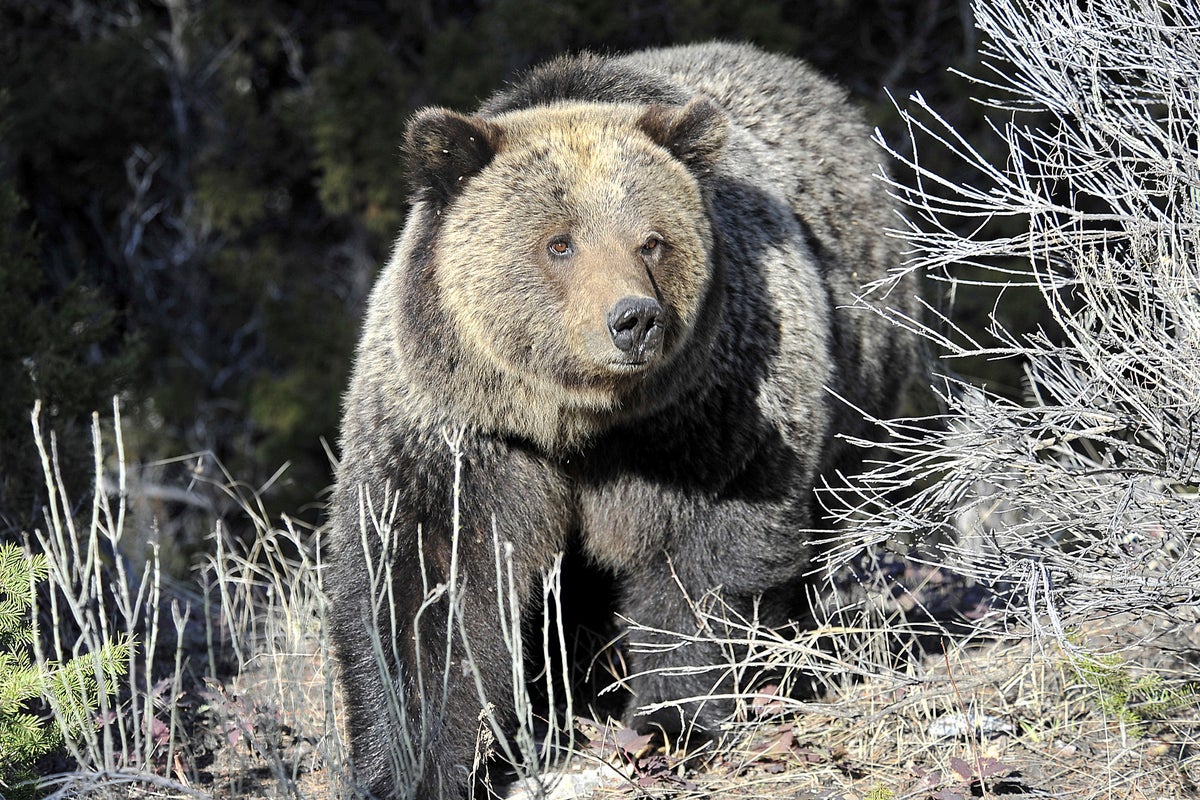 Part of Yellowstone National Park closed after hiker attacked by bear
