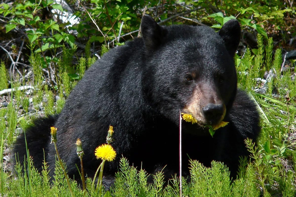 Elderly man attacked by bear while on lawnmower dies in hospice care from injuries: ‘Extensive and not survivable’