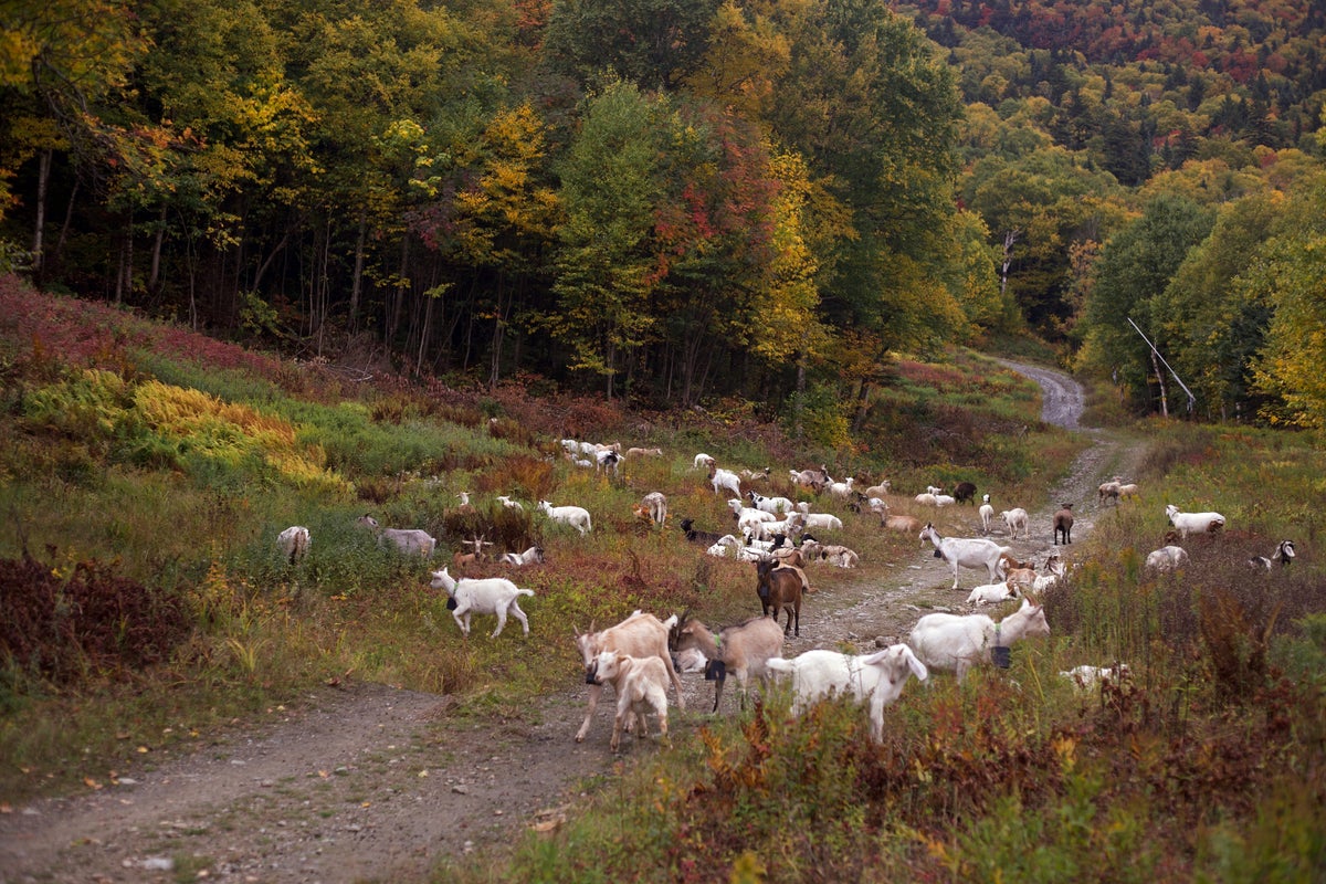 Ski resorts turn to goats and sheep to clear their slopes