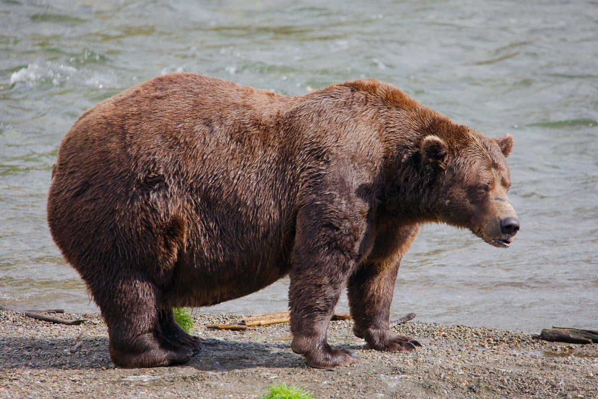 Chunk, the heavyweight bear with a broken jaw, finally wins Fat Bear Week