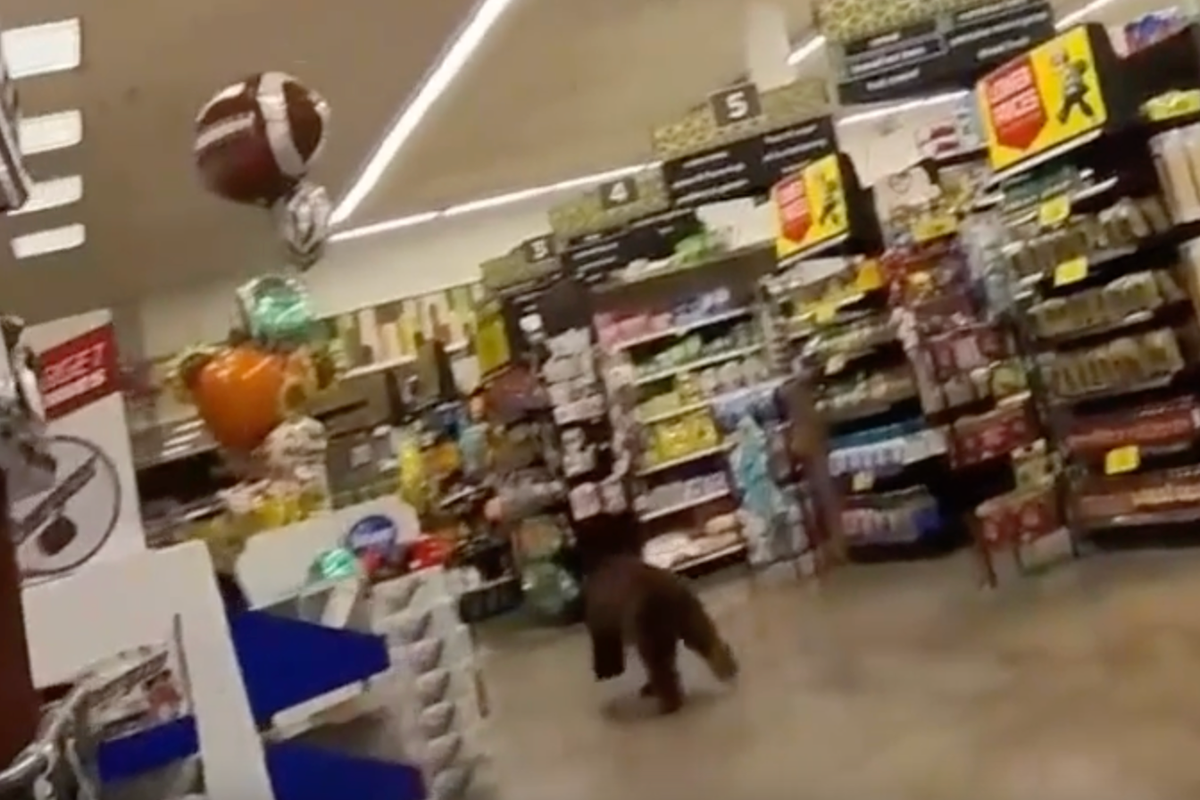 Shoppers ‘paws’ in shock as bear dashes through grocery store