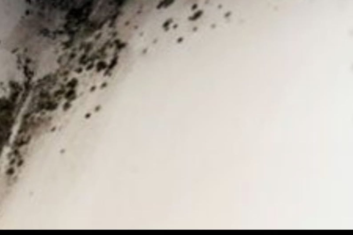 Mould, mice and rooms with strangers: Inside migrant hotels that government claims are ‘luxury’