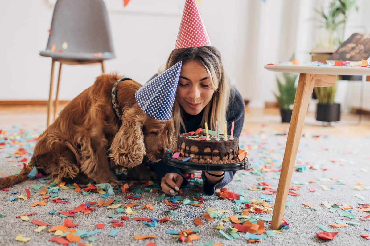 How dogs can help us learn about human ageing