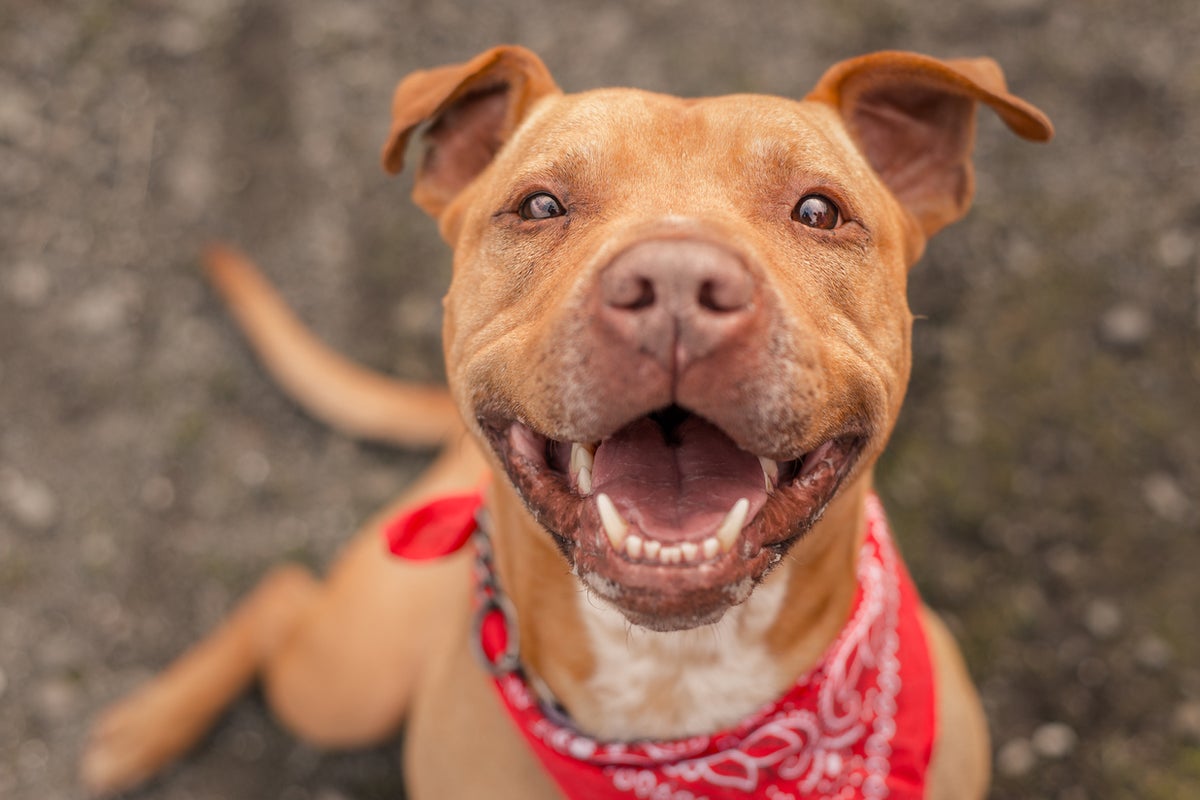 Maryland county lifts its nearly 30-year ban on Pit Bulls allowing the breed back into homes