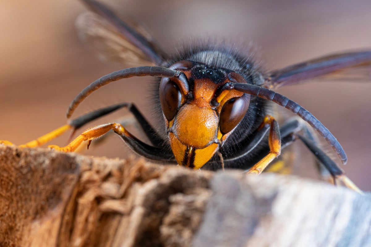 What to do if you see an Asian hornet – as father and son die from stings